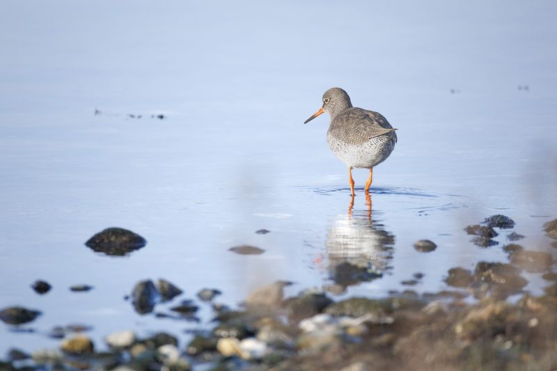 Tureluur / Common Redshank