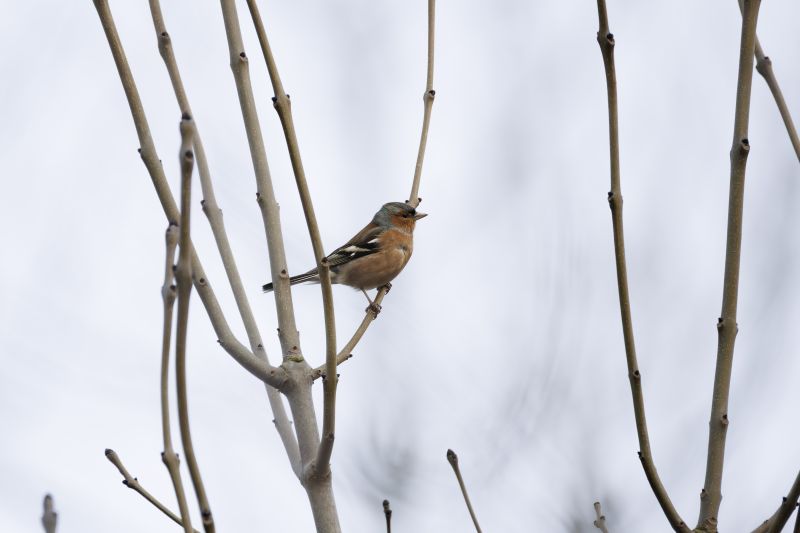 Vink / Common Chaffinch