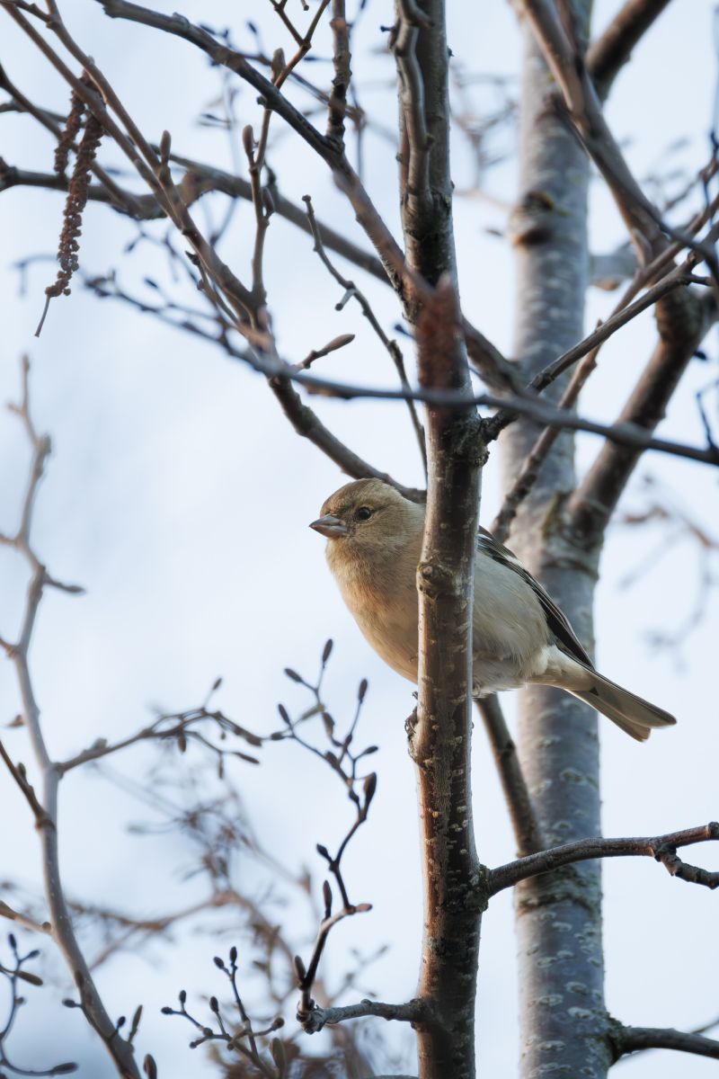 Vink / Common Chaffinch