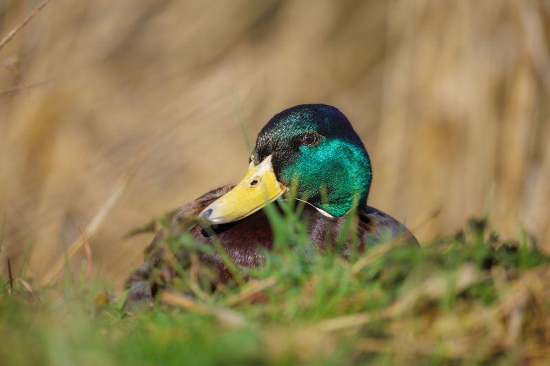 Wilde Eend / Mallard