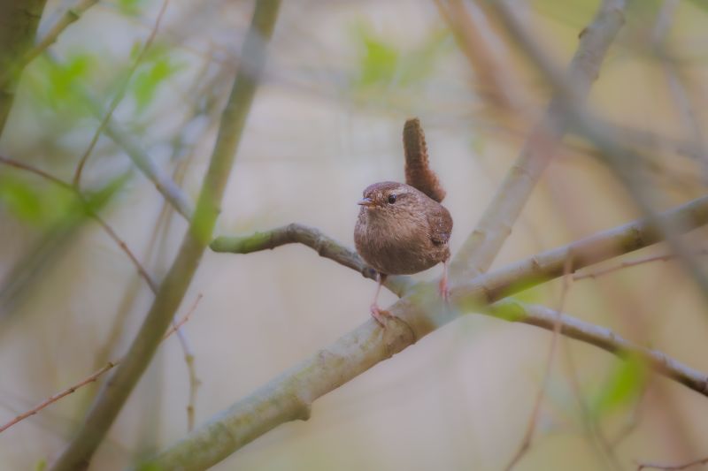 Winterkoning / Eurasian Wren