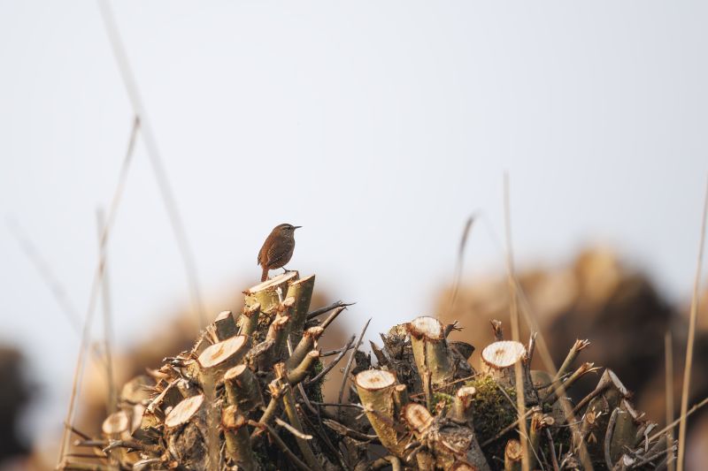 Winterkoning / Eurasian Wren