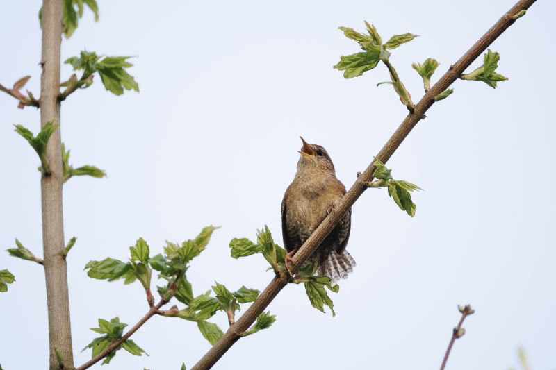 Winterkoning / Eurasian Wren