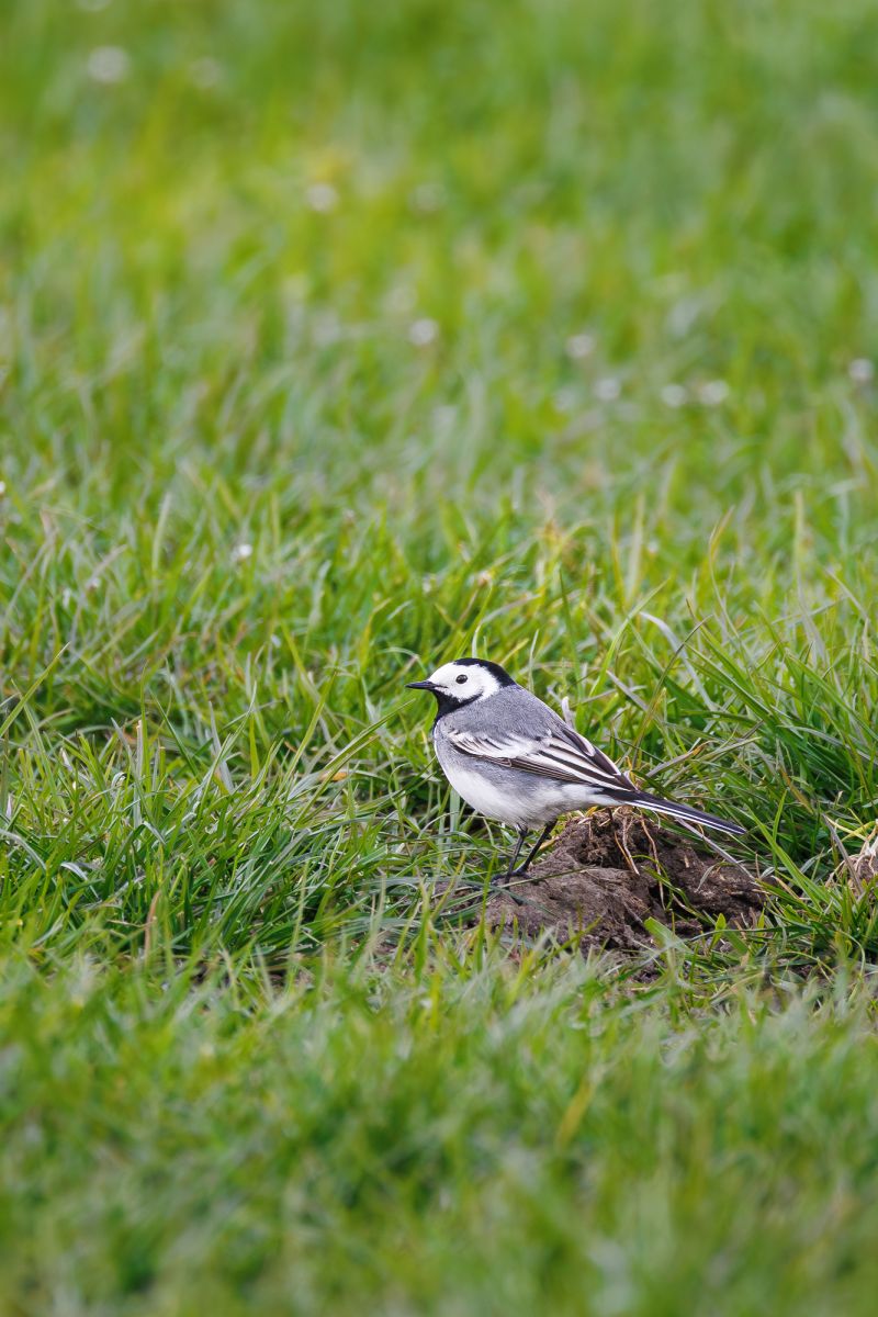 Witte Kwikstaart / White Wagtail