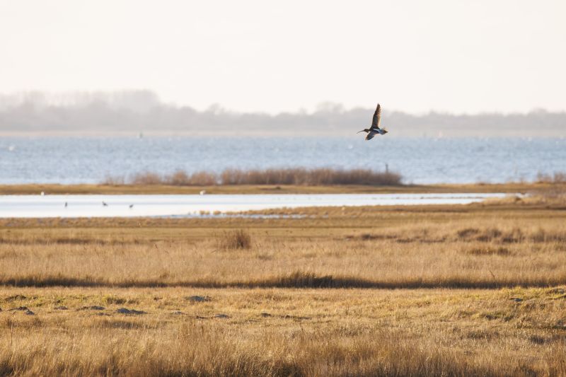 Wulp / Eurasian Curlew