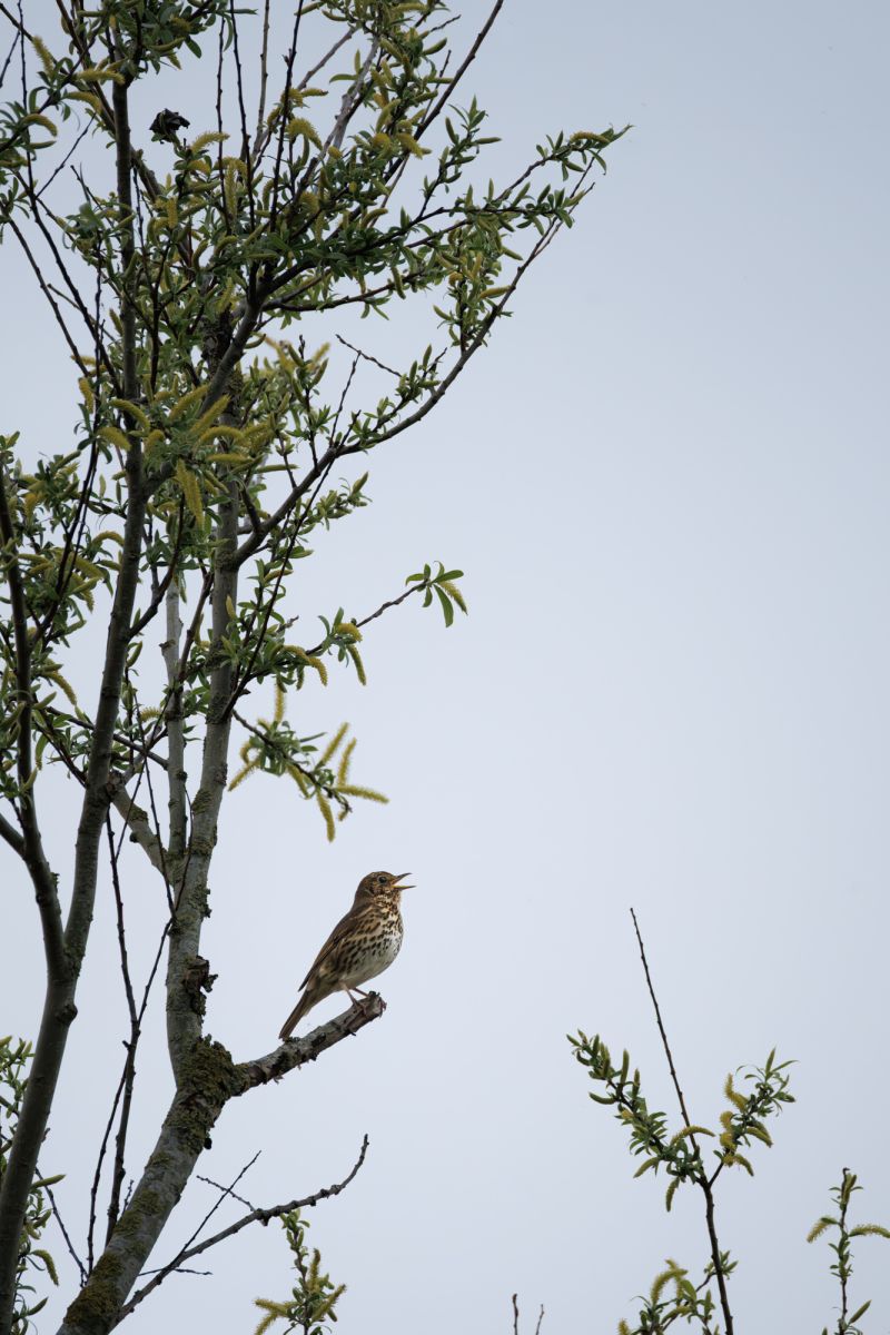 Zanglijster / Song Thrush