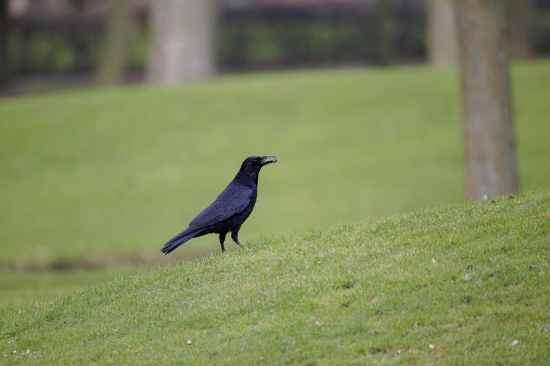 Zwarte Kraai / Carrion Crow