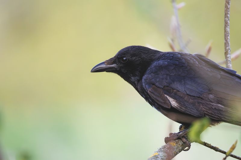 Zwarte Kraai / Carrion Crow