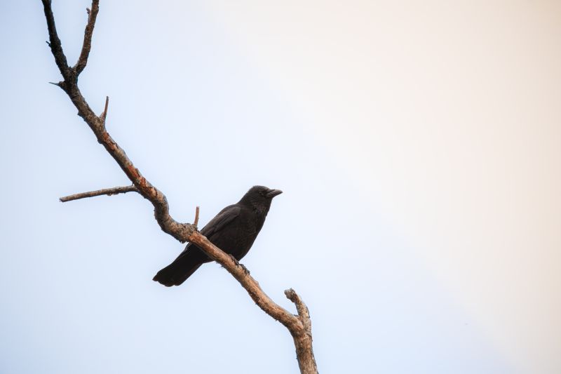 Zwarte Kraai / Carrion Crow