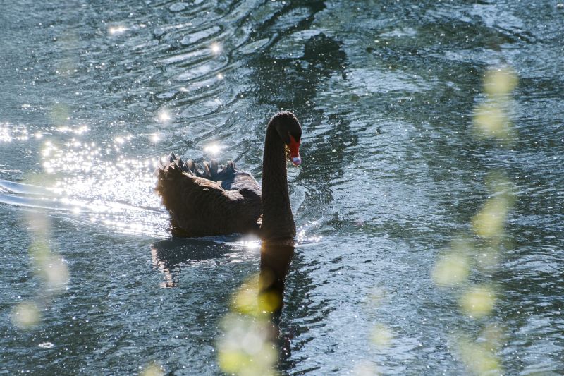 Zwarte Zwaan / Black Swan