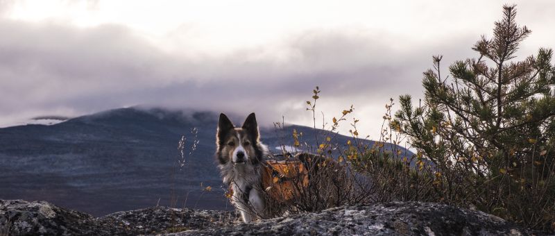 Dexter In The Mountains