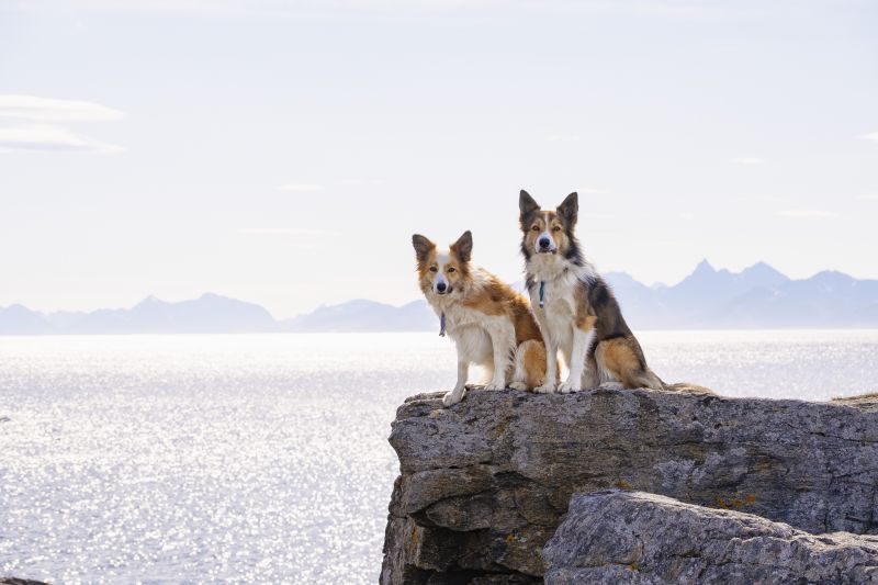 Doggoes In The Polar Zone