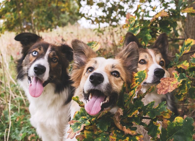 Ziggy And The Blurry Gang