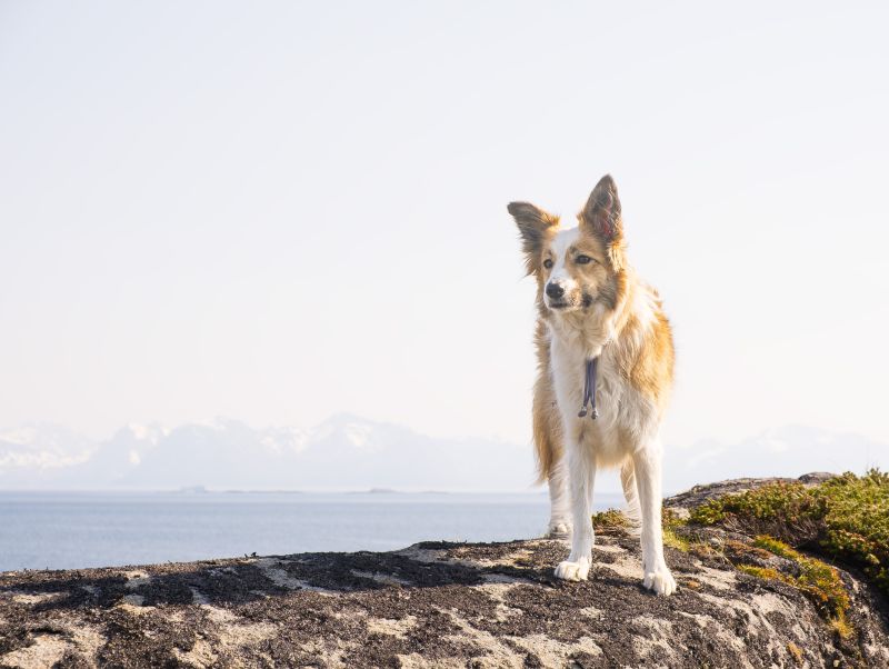 Ziggy In The Lofoten