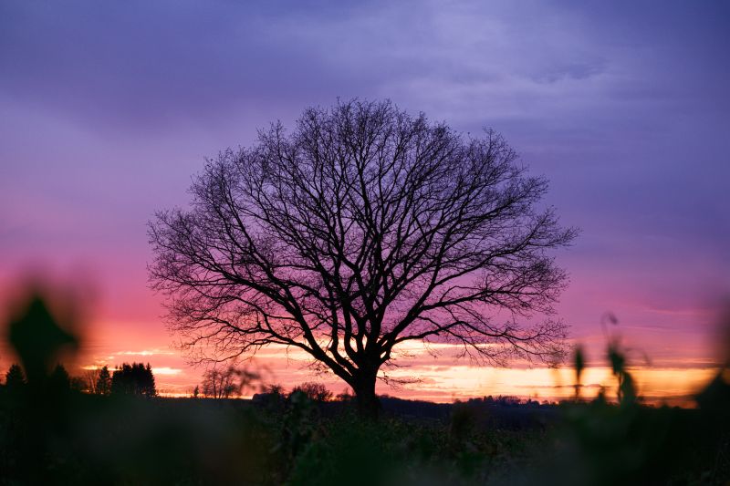 Sunset Tree