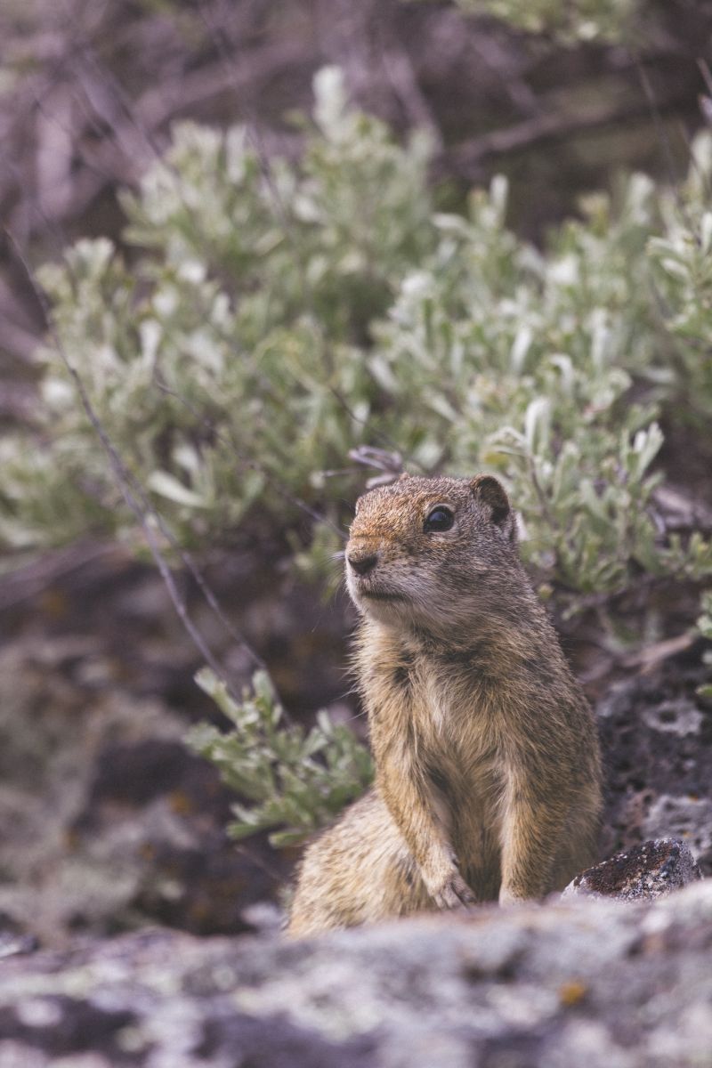 Ground Squirrel