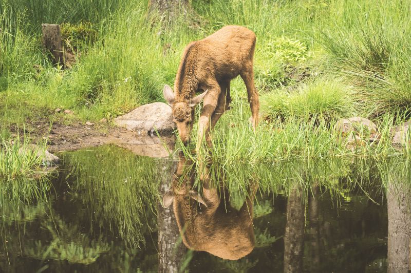 Little Mirror Moose