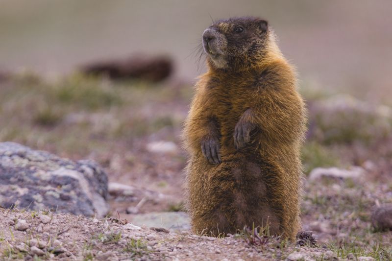 Marmot