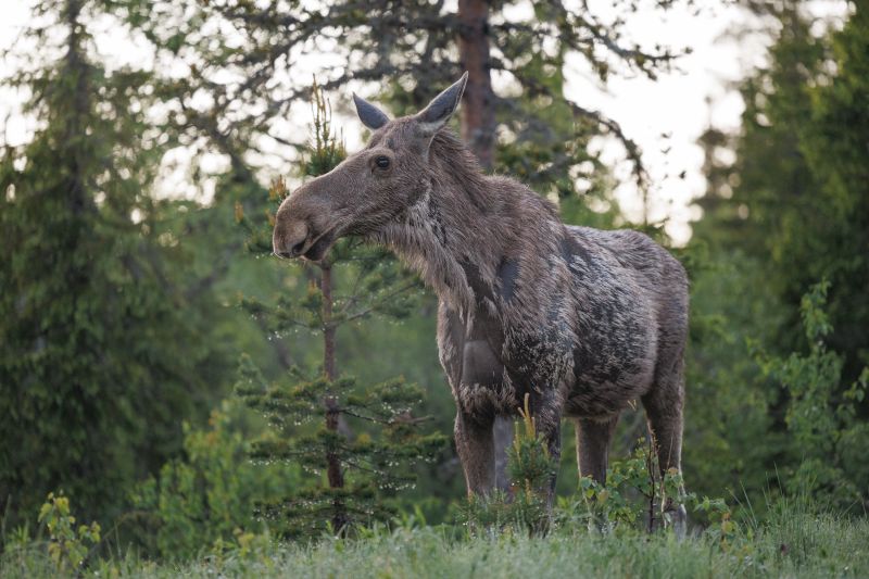 Moose