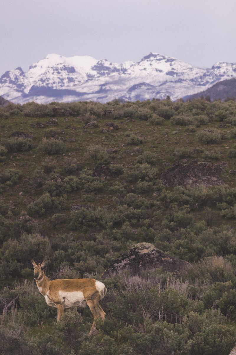 Pronghorn