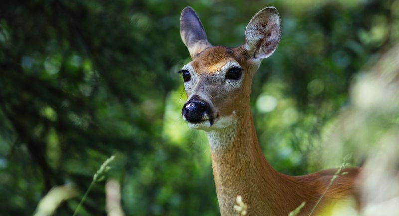 White Tailed Mule Deer